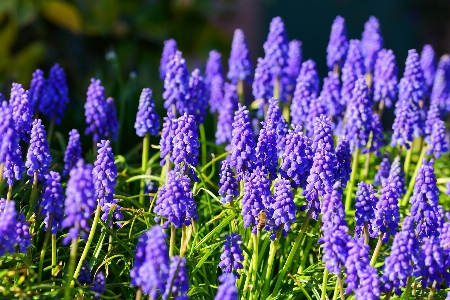 Nature plant meadow flower Photo