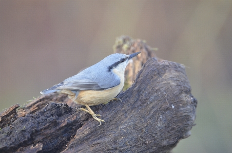 Nature branch bird wing Photo