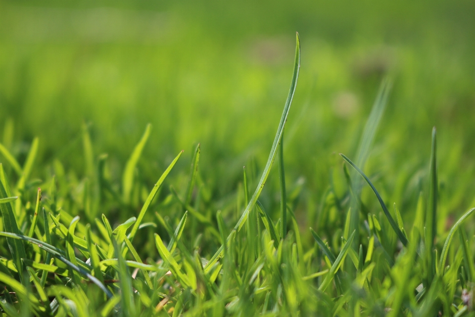 Rumput embun tanaman bidang