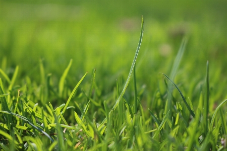 Grass dew plant field Photo