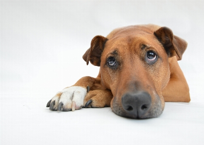 Foto Cucciolo cane carino canino
