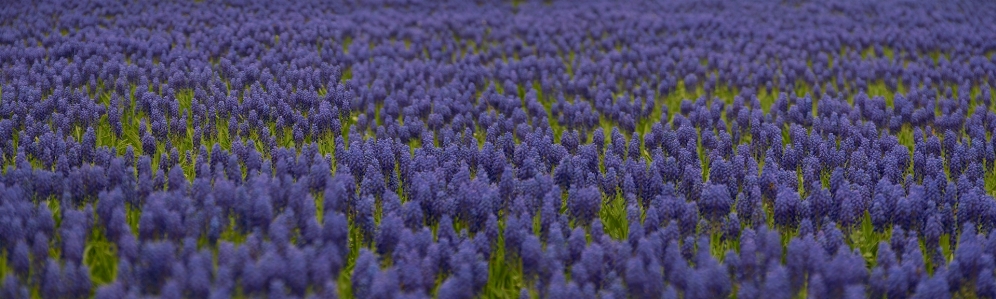 Natur anlage feld wiese
 Foto