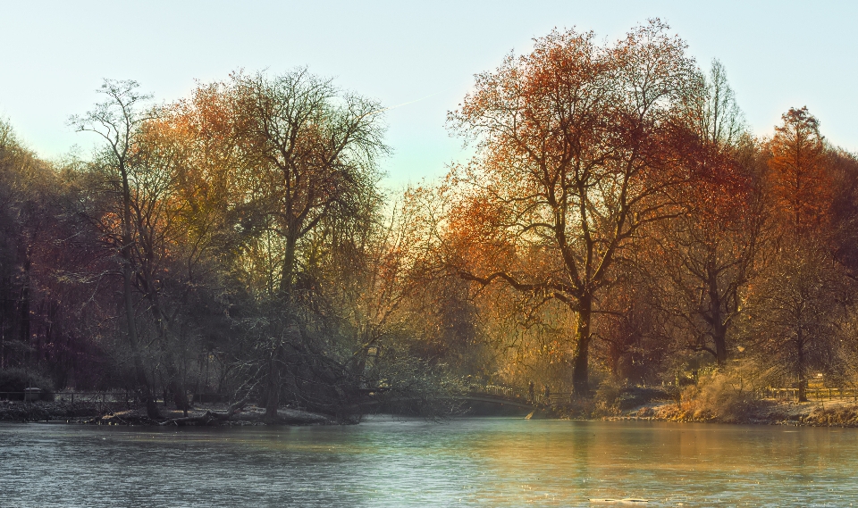 пейзаж дерево вода природа