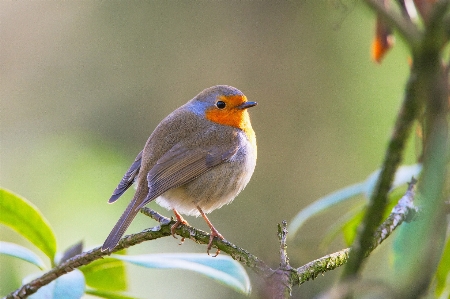 自然 森 ブランチ 鳥 写真