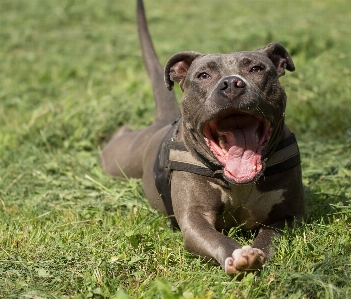 Meadow dog animal summer Photo