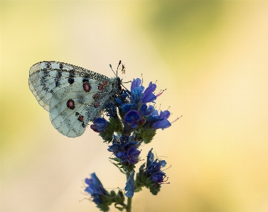 Foto Natureza florescer branco fotografia