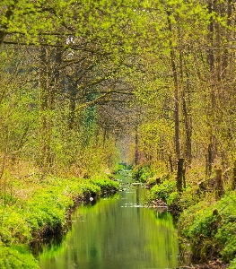 Landscape tree water nature Photo