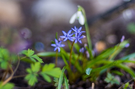 Natur gras blüte anlage Foto