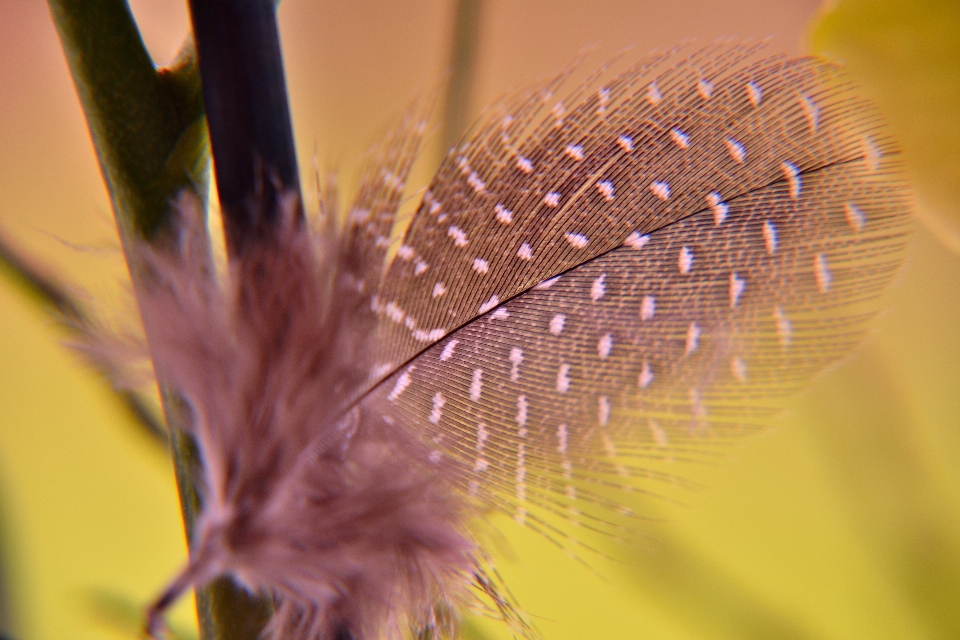 Nature grass wing plant