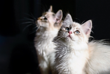 Photo Animal chaton chat mammifère