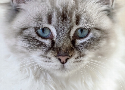 Photo Animal chaton chat mammifère