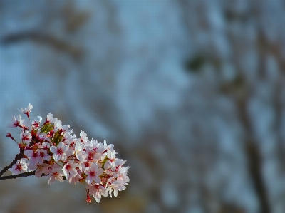 Tree nature branch blossom Photo