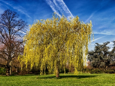 Landscape tree nature grass Photo