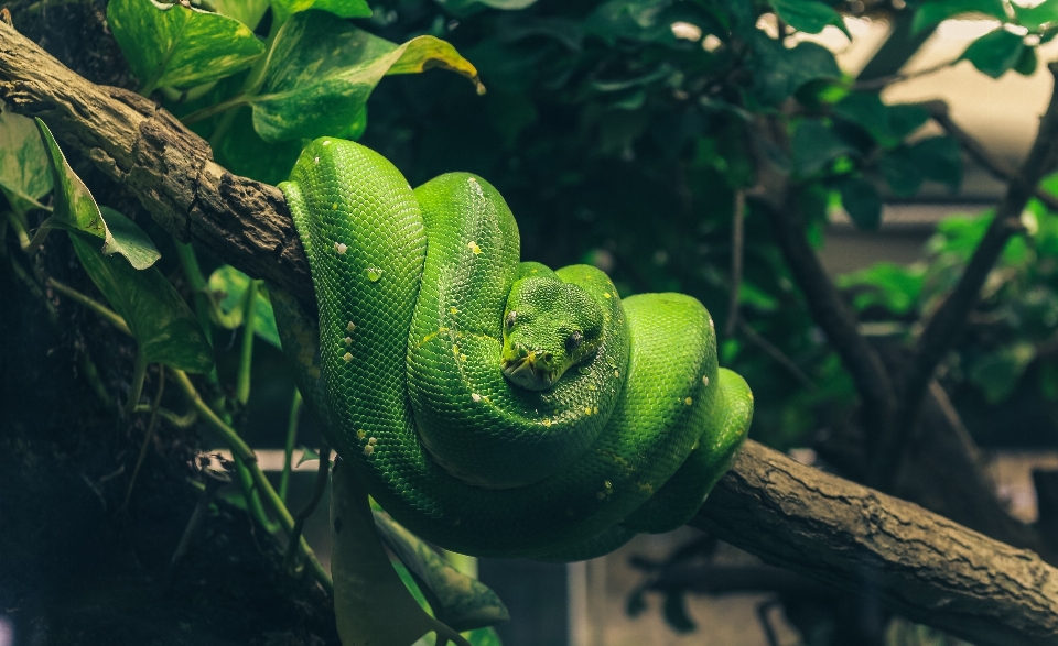 Natureza animal animais selvagens verde