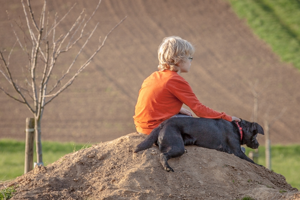 Adventure dog pet spring