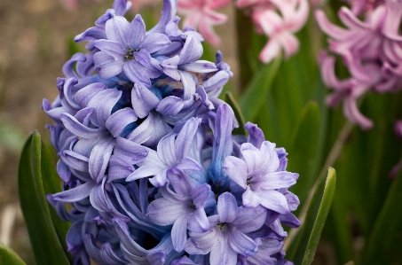 植物 花 花弁 春 写真