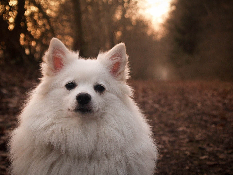 Blanco cachorro perro animal