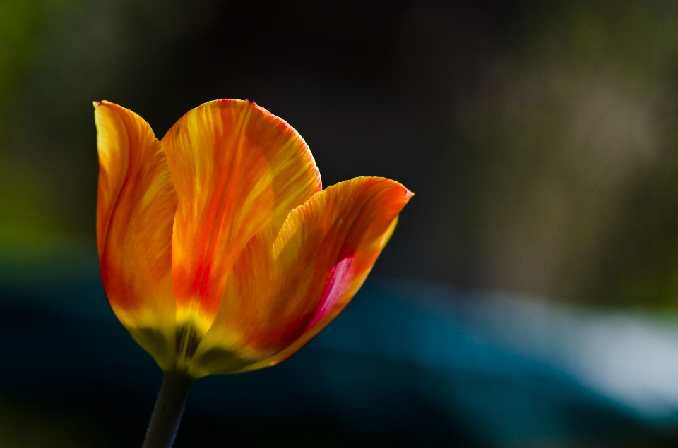 Natur blüte anlage fotografie