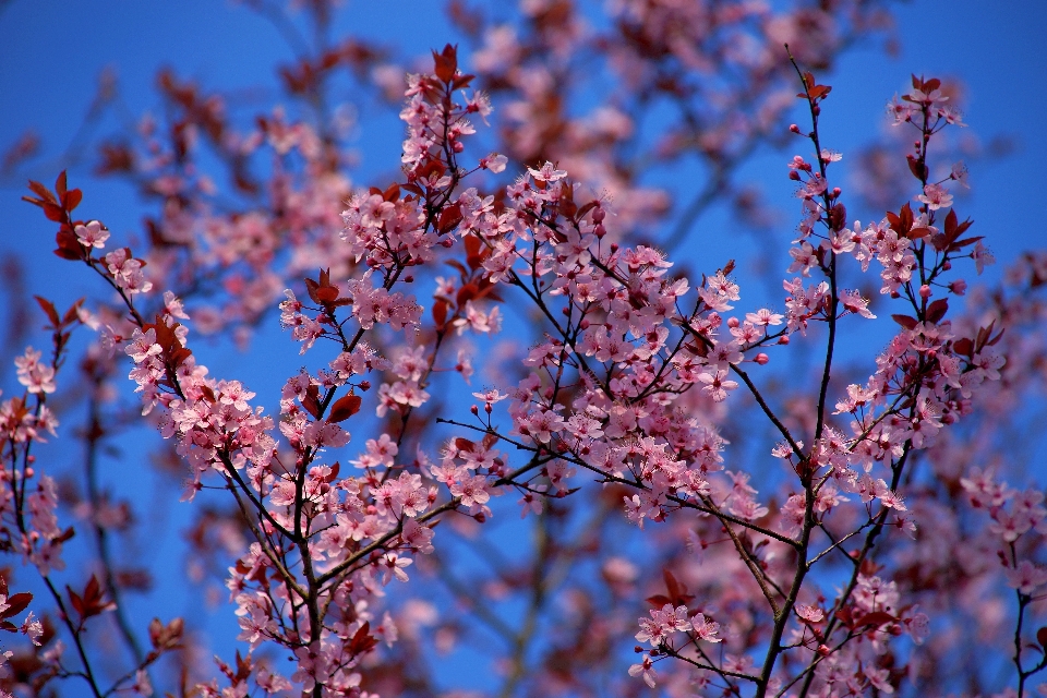 Albero natura ramo fiore