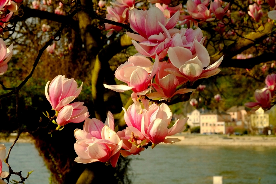 Tree nature branch blossom