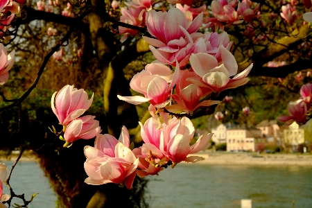 Tree nature branch blossom Photo