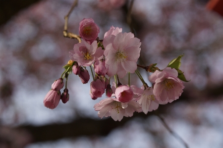 Tree branch blossom plant Photo