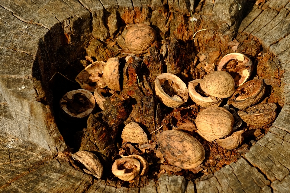 Baum natur holz blatt