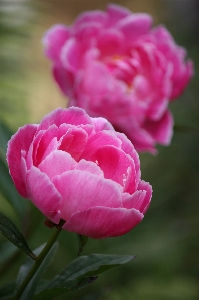 Blossom plant flower petal Photo