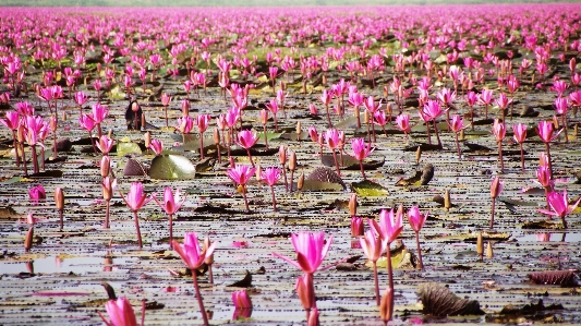 Blume blumen wasservogel
 roter lotus
 Foto