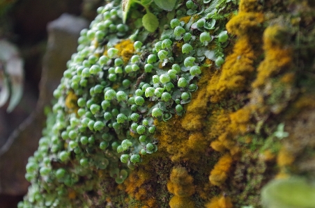 Plant leaf flower moss Photo