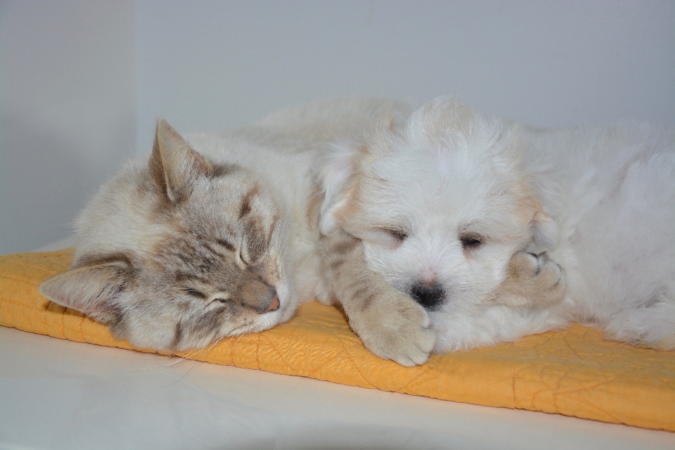 Hund katze säugetier nickerchen
