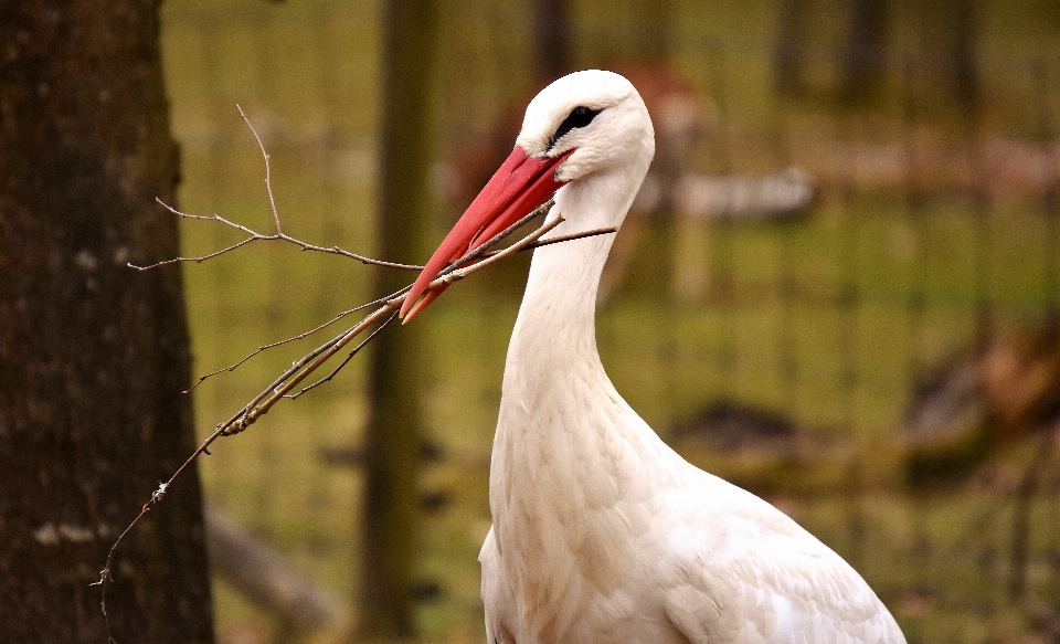 自然 鳥 羽 動物