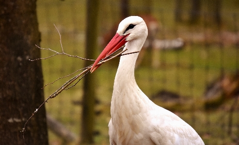 Nature bird wing animal Photo