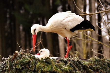 Doğa kuş yaban hayatı gaga Fotoğraf