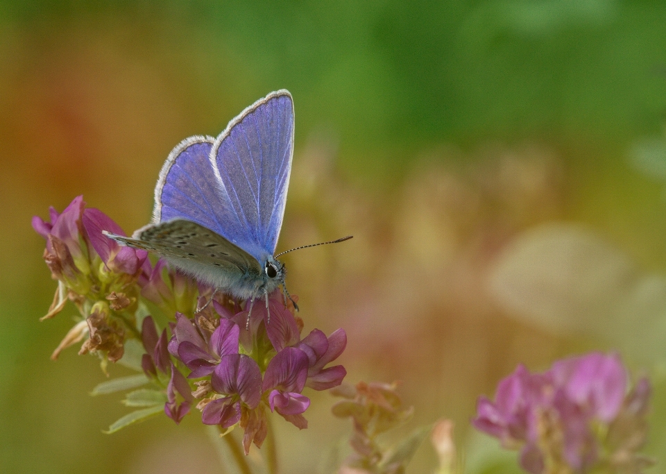 Nature grass wing bokeh