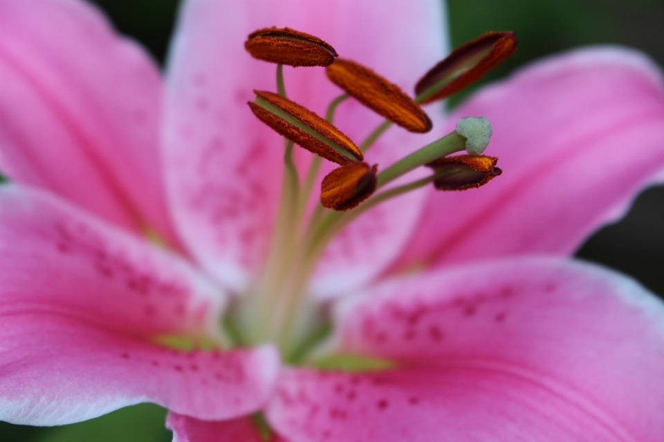 Fleurir usine la photographie fleur