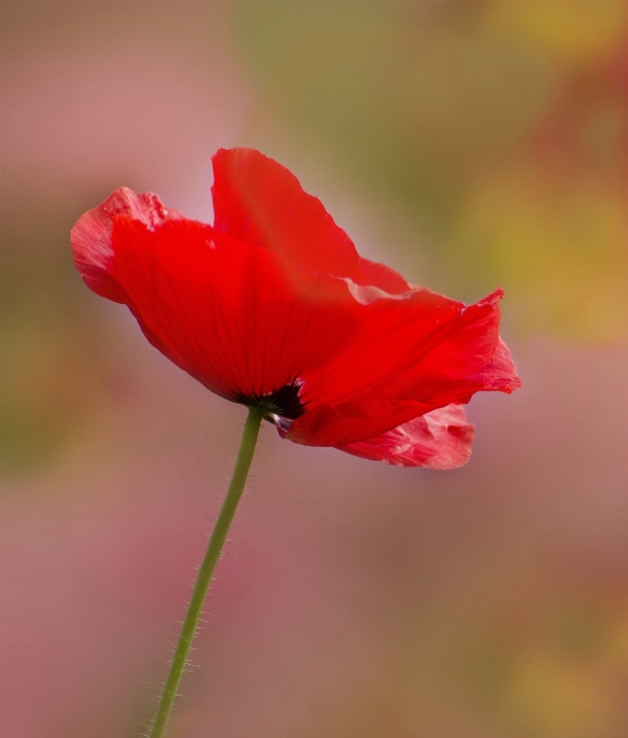 Naturaleza florecer planta flor