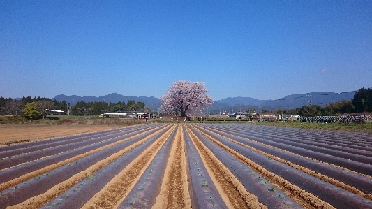 Landscape track field farm Photo