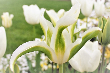 Blossom plant white flower Photo