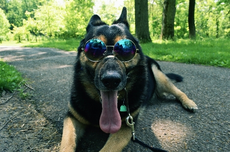 Nature sun warm puppy Photo