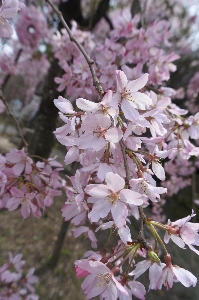 Branch blossom plant sun Photo