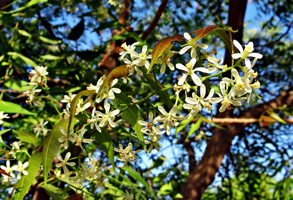 Albero natura ramo fiore