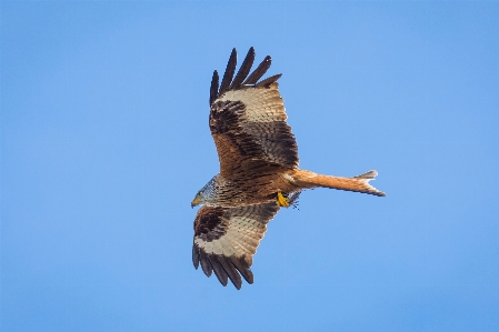 自然 鳥 羽 空 写真