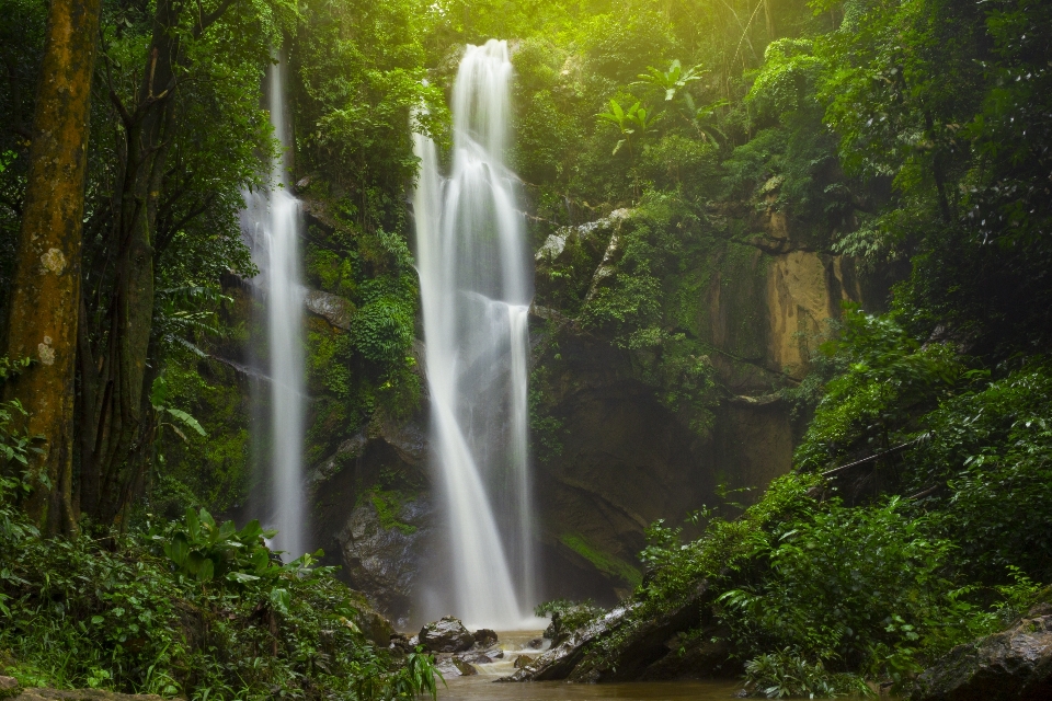 Landscape tree water nature