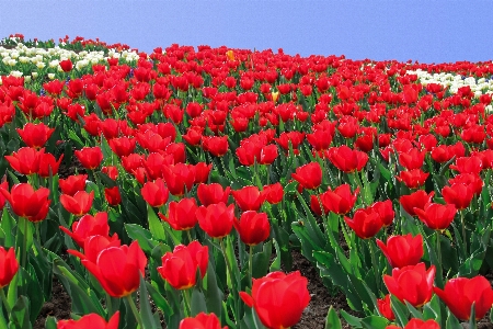 Plant flower petal tulip Photo