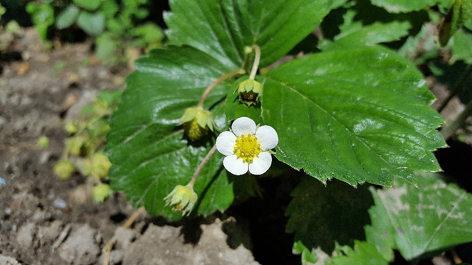 Tree nature blossom plant