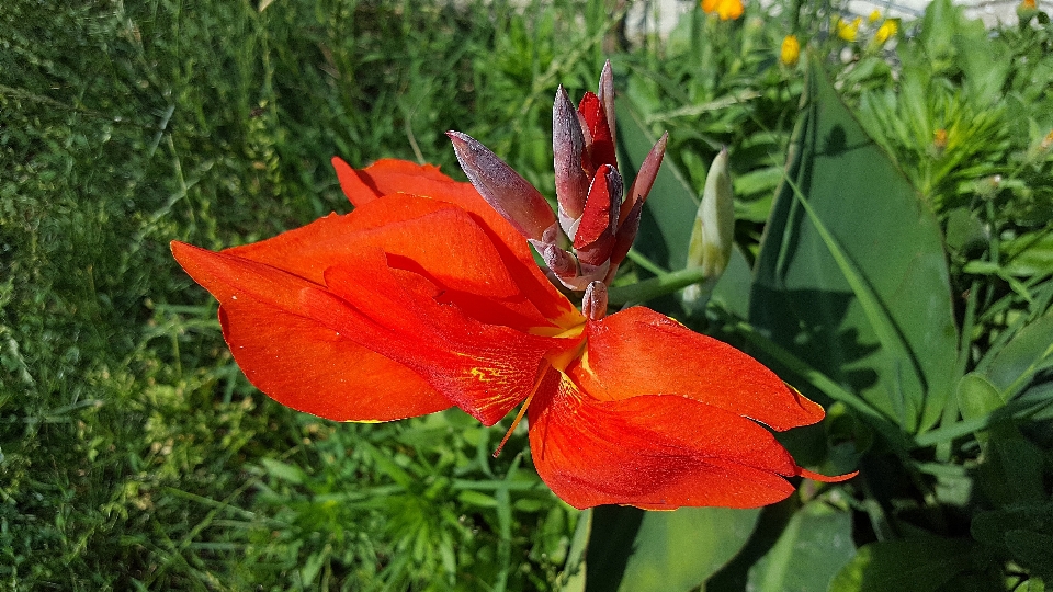 Fiore pianta petalo floreale