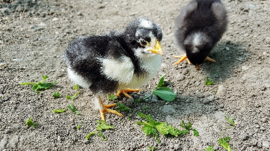 Bird farm animal wildlife Photo