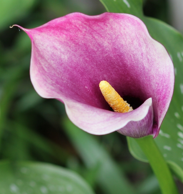 Blossom plant flower petal