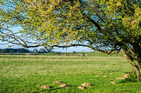 Landscape tree nature grass Photo